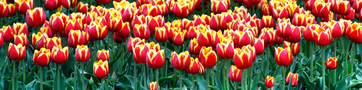 tulips