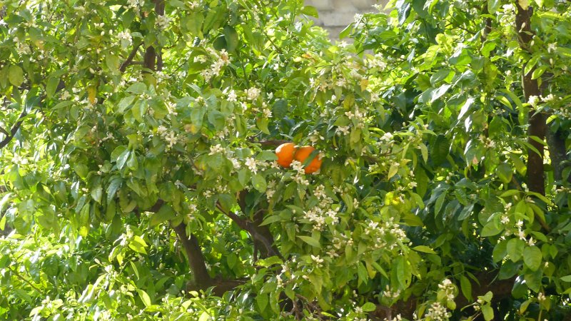 virag narancs